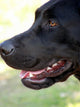 Labrador Wall Decal