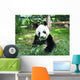 Panda Wall Decal