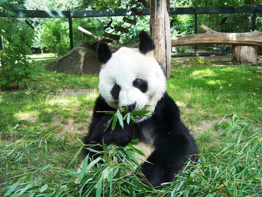 Panda Wall Decal