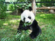 Panda Wall Decal