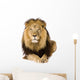 Male Lion Laying Down Wall Decal