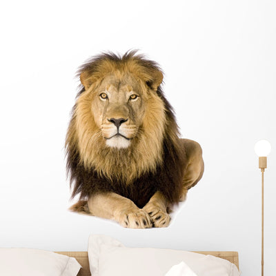 Male Lion Laying Down Wall Decal shown on a wall