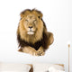 Male Lion Laying Down Wall Decal