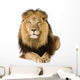 Male Lion Laying Down Wall Decal