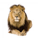 Male Lion Laying Down Wall Decal