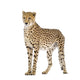 Cheetah Wall Decal