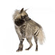 Striped Hyena Front White Wall Decal