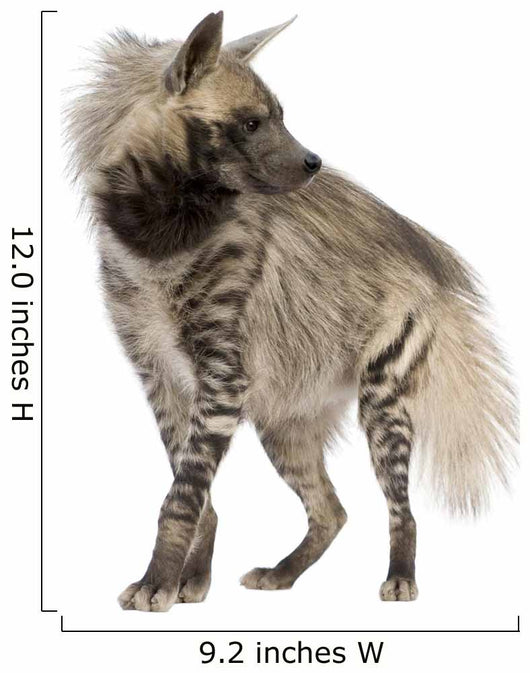 Striped Hyena Front White Wall Decal