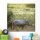 Hippopotamus in a Field Wall Decal