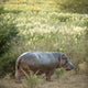 Hippopotamus in a Field Wall Decal