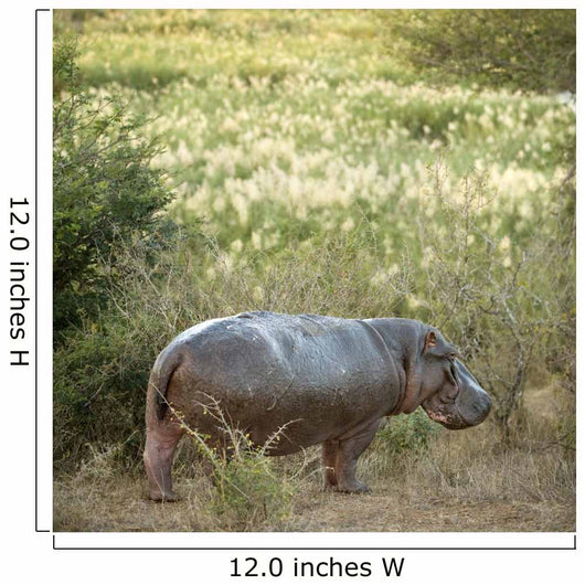 Hippopotamus in a Field Wall Decal