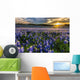 Texas Bluebonnet Field Sunset Lens Flare Wall Decal