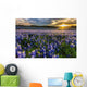 Texas Bluebonnet Field Sunset Lens Flare Wall Decal