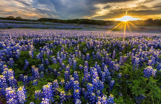 Texas Bluebonnet Field Sunset Lens Flare Wall Decal