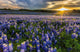 Texas Bluebonnet Field Sunset Lens Flare Wall Decal
