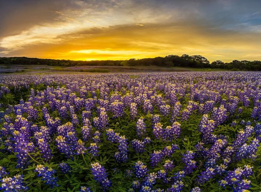 Texas Bluebonnet Field Sunset Wall Decal