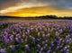 Texas Bluebonnet Field Sunset Wall Decal