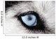 Husky Wall Decal