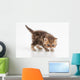 Little Fluffy Persian Kitten Wall Decal