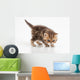 Little Fluffy Persian Kitten Wall Decal