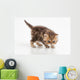 Little Fluffy Persian Kitten Wall Decal