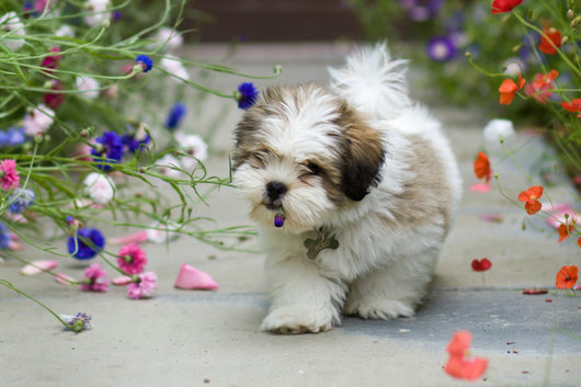 Lhasa Apso Puppy Wall Decal