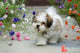 Lhasa Apso Puppy Wall Decal