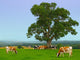 Dairy Cows Early Morning Wall Decal