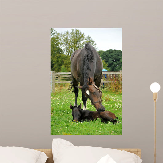 Horse and One Day Wall Decal