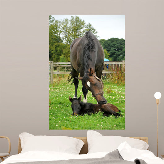 Horse and One Day Wall Decal