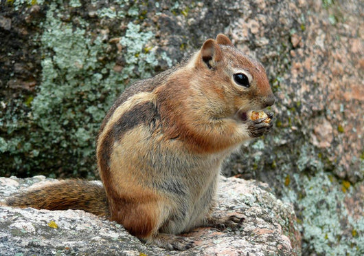 Chipmunk Wall Decal