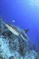 Reef Shark 2 Wall Decal