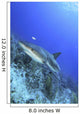 Reef Shark 2 Wall Decal