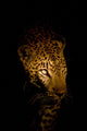 Leopard Portrait Bei Nacht Wall Decal