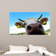 Nose Cow Wall Decal