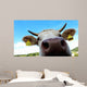 Nose Cow Wall Decal