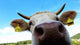 Nose Cow Wall Decal
