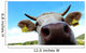 Nose Cow Wall Decal