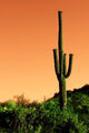 Saguaro Cactus Sonoma Desert Wall Decal