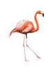 Dancing Red Caribbean Flamingo Wall Decal