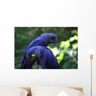 Blue Macaws Wall Decal shown on a wall