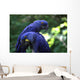 Blue Macaws Wall Decal
