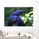 Blue Macaws Wall Decal