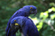 Blue Macaws Wall Decal