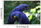 Blue Macaws Wall Decal