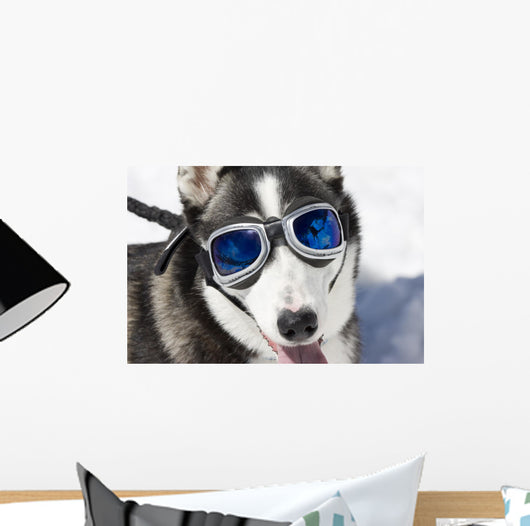 Husky Wearing Sunglasses Protection Wall Decal