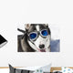 Husky Wearing Sunglasses Protection Wall Decal
