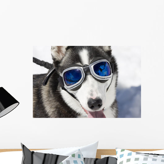 Husky Wearing Sunglasses Protection Wall Decal