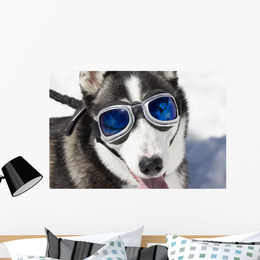Husky Wearing Sunglasses Protection Wall Decal