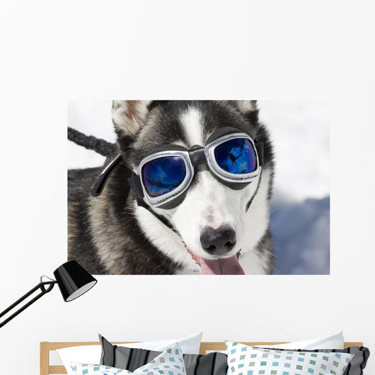 Husky Wearing Sunglasses Protection Wall Decal